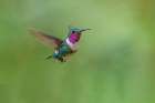White-bellied woodstar flying-Ecuador Art Print